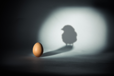 Light shone on egg, shaddow of chick hits wall