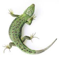 Green lizard