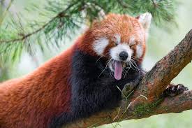 Red Panda
