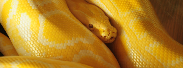 Yellow snake